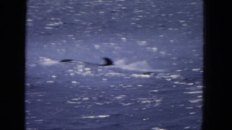 A dark whale fin or back breaks through sunlit ocean water, creating white splashes in the blue-tinted 16mm frame.