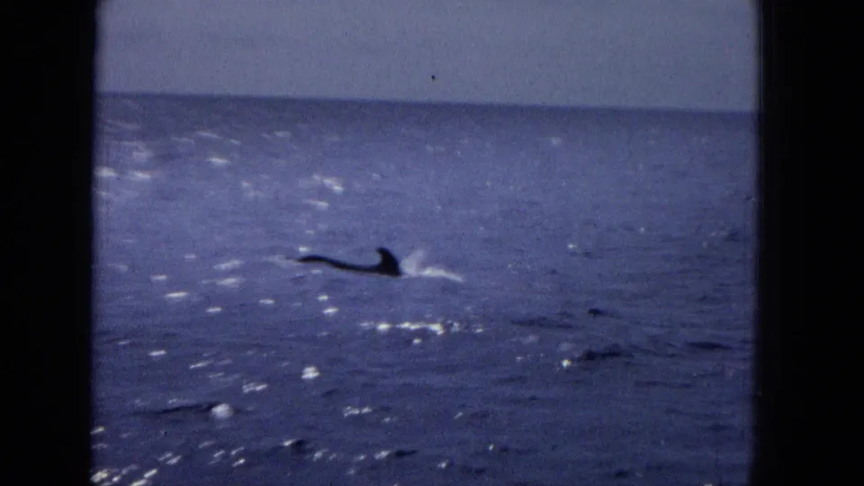 A dark whale fin or back surfaces in open blue water below a distant horizon, with small splashes around the animal.