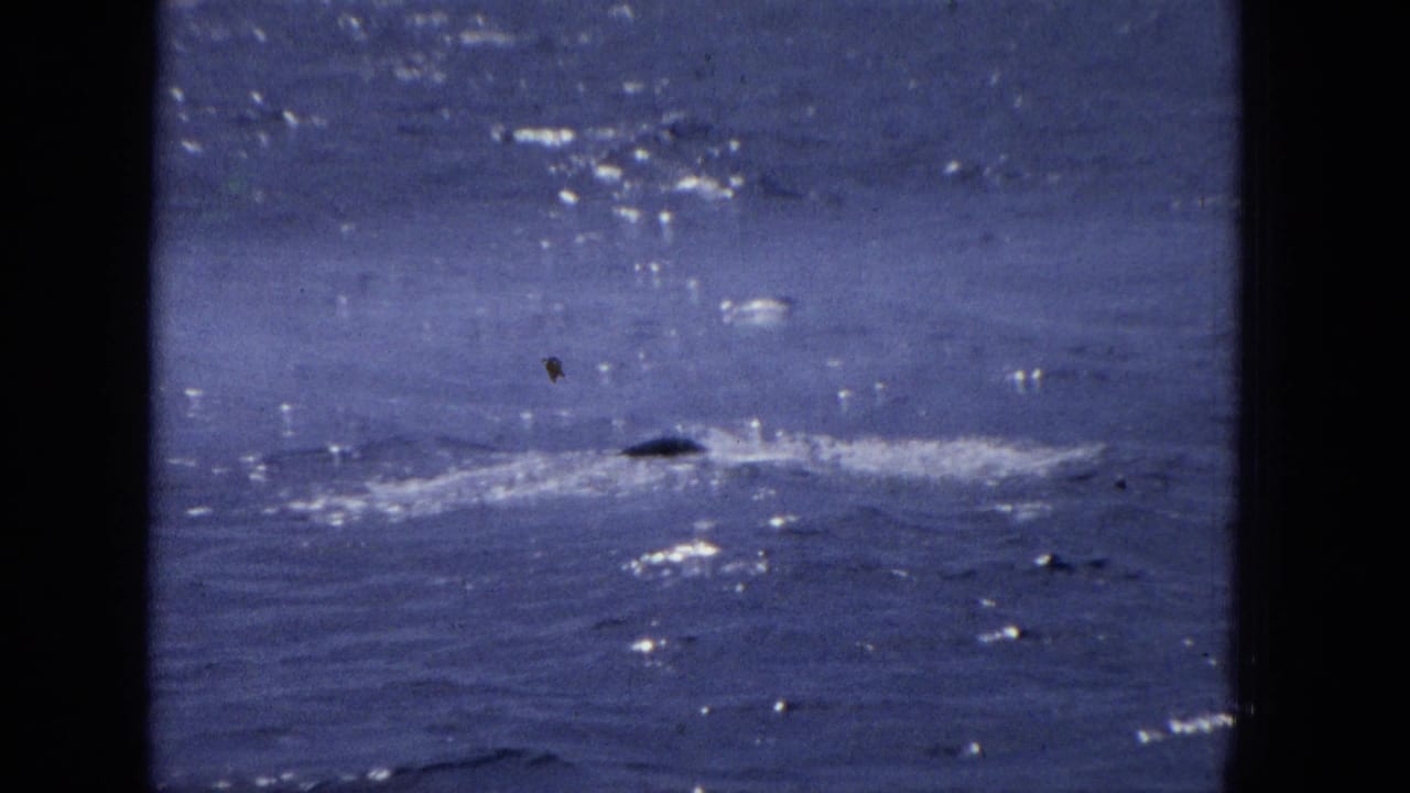 Distant whale movement and white splashes on a blue ocean, framed by dark vertical edges.