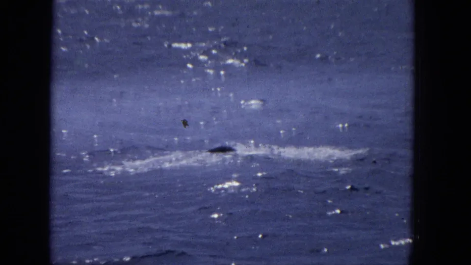1965 8mm home-movie frame showing a distant whale or large marine animal disturbing the ocean surface near Molokai, Hawaii, with dark window-like edges and a cool blue film cast.