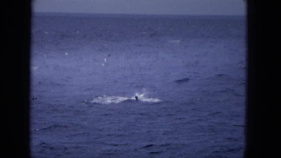 Distant ocean view from the 1965 home-movie clip, with a small dark whale shape or fin surfacing beside white water under a level horizon.