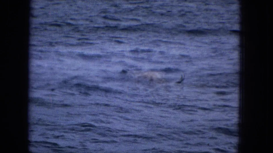 A small disturbance on the blue ocean surface appears in the distance, consistent with the clip description of a whale surfacing but not individually identifiable from this frame alone.