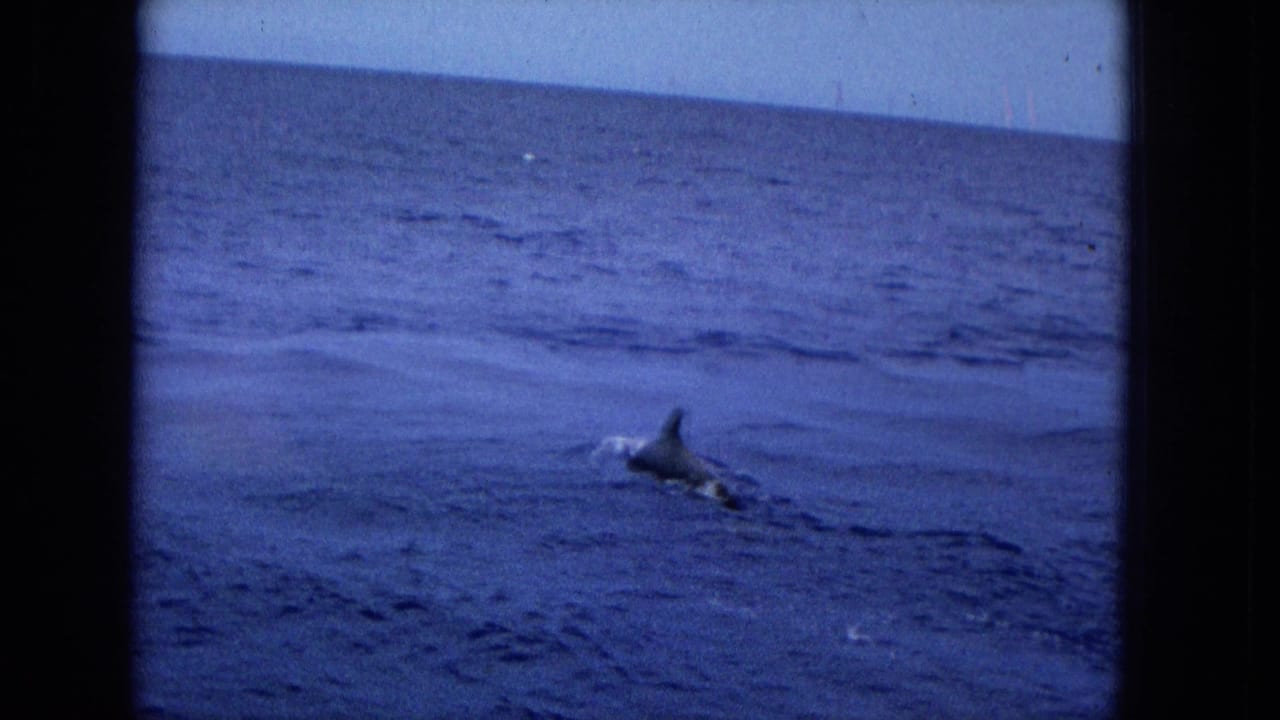 A dorsal fin breaks the surface of blue ocean water near the horizon.
