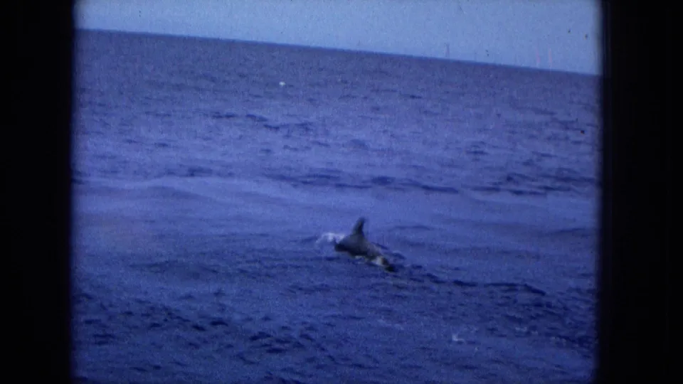 1965 Super 8 frame showing a dolphin or similar marine mammal surfacing in blue ocean water, with a small splash and visible film-frame borders.
