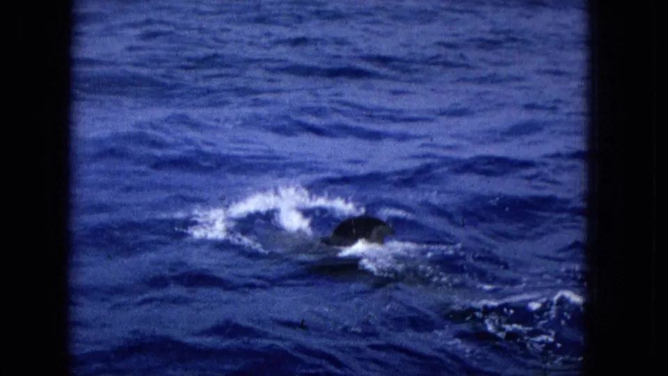 1965 Super 8 frame of a dolphin or similar marine mammal partly visible in choppy ocean water, leaving white foam and wake behind it.