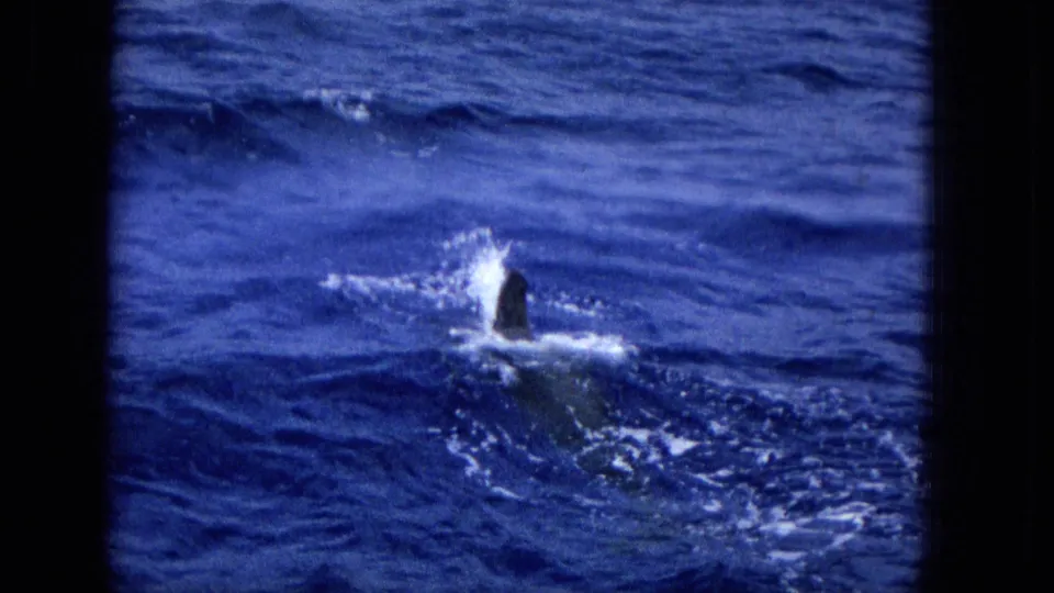 1965 Super 8 frame showing a dorsal fin protruding from blue ocean water, surrounded by bright splash foam and a short wake.