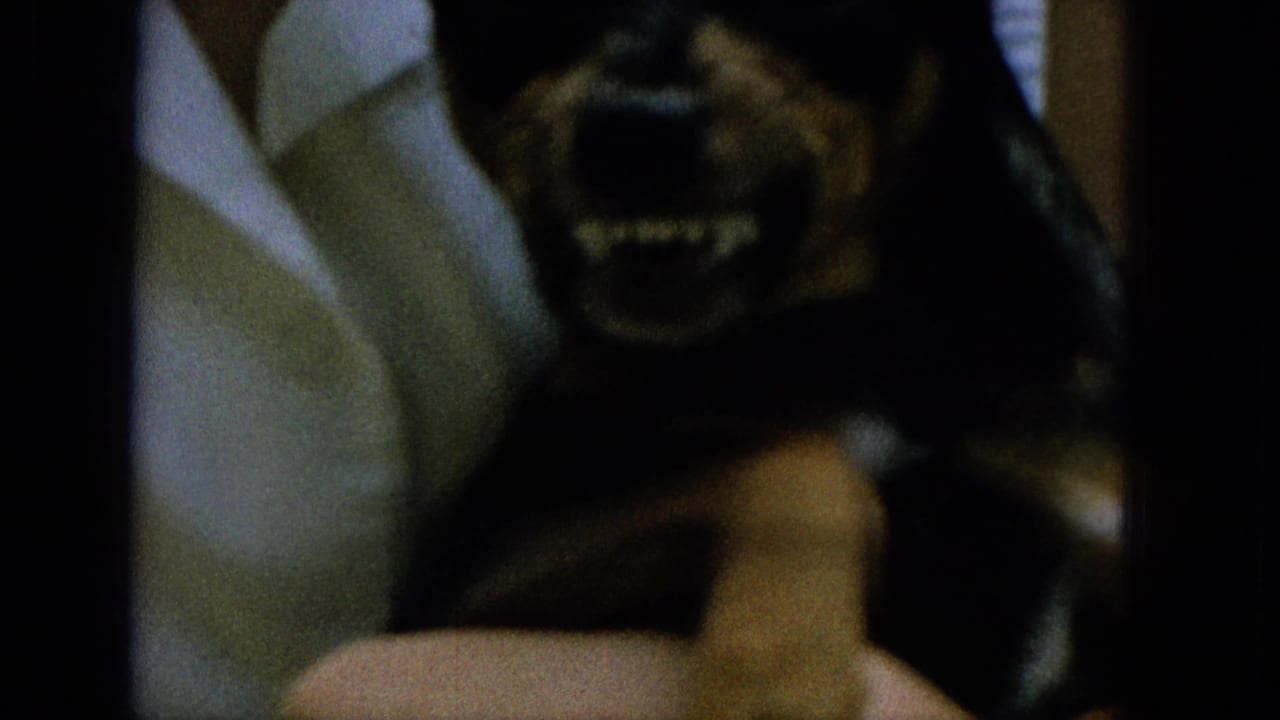 Small dog held close to the camera with its mouth open and teeth visible.
