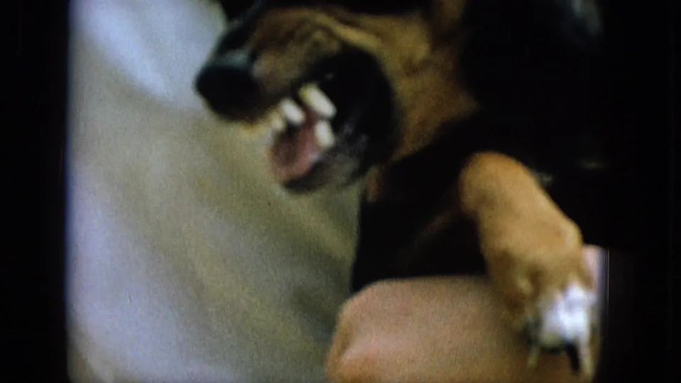 Close-up home-movie frame of a small dog, likely a dachshund-type pet, baring its teeth as a person's hand supports it against a light shirt.
