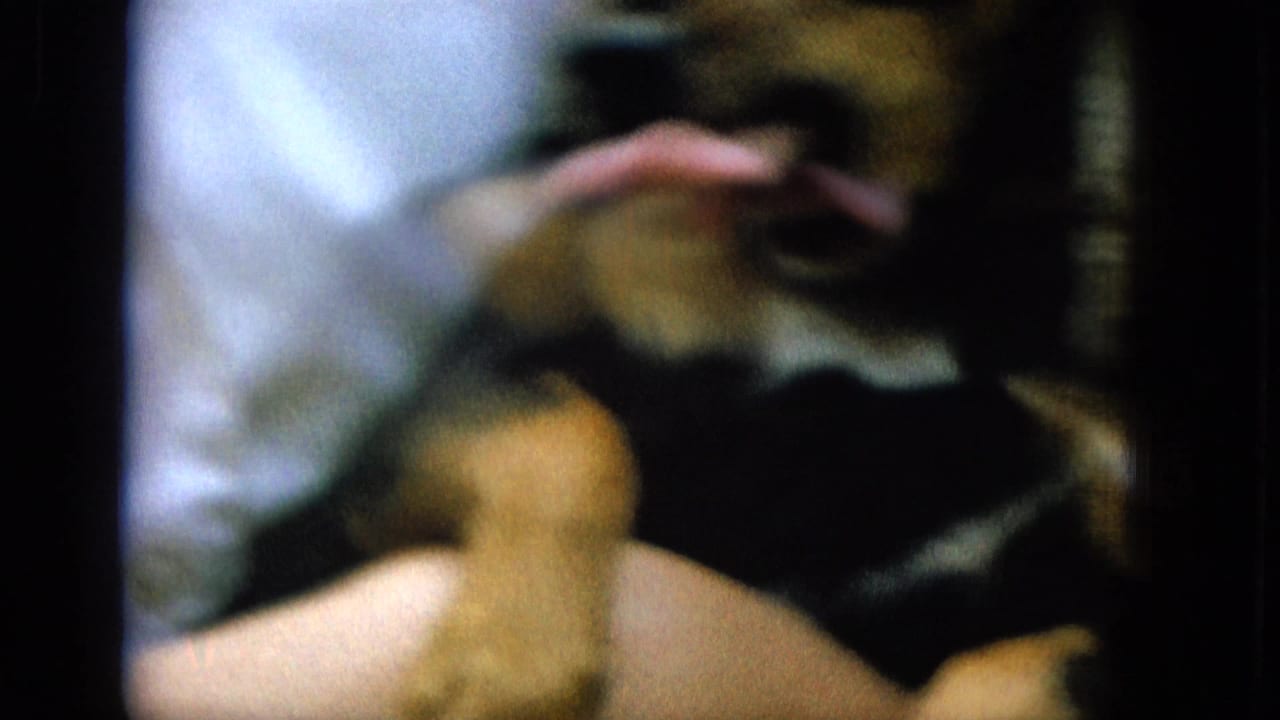 Blurred close view of a dog near a person's hand and lap.