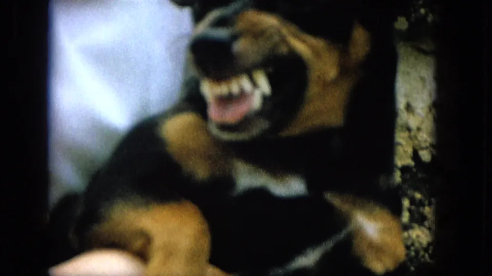 1965 Super 8 frame showing a black-and-tan dog with teeth visible while positioned close against a person in a dim domestic scene.