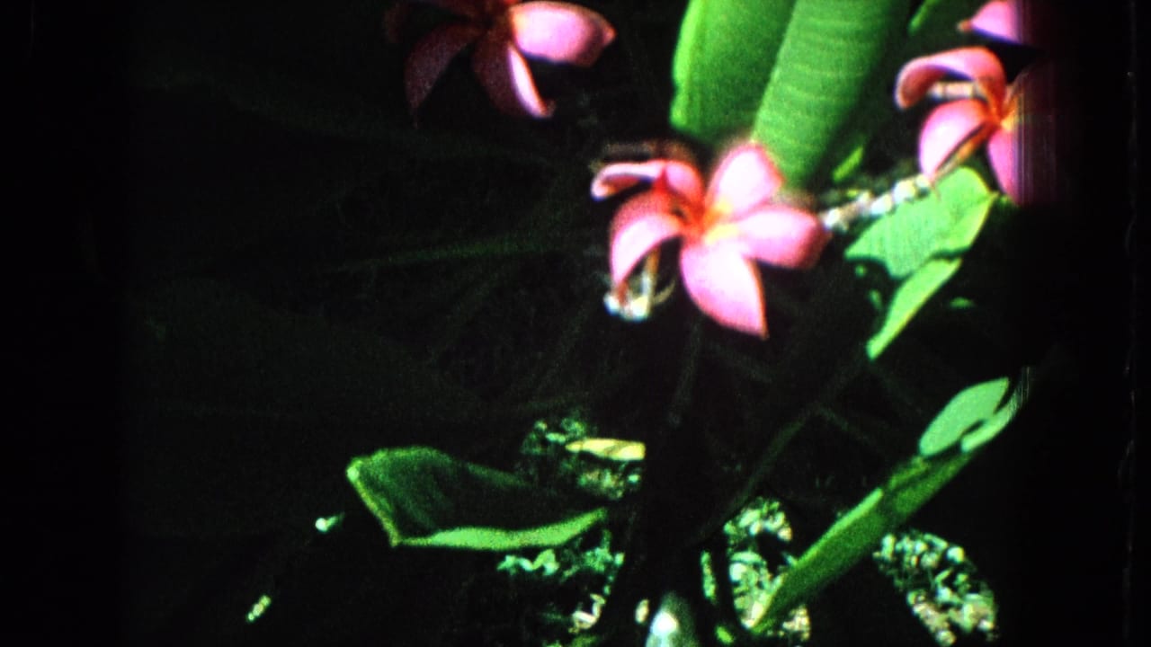 1965 home-movie frame showing pink frangipani-like flowers and broad green leaves against a dark shaded garden background.