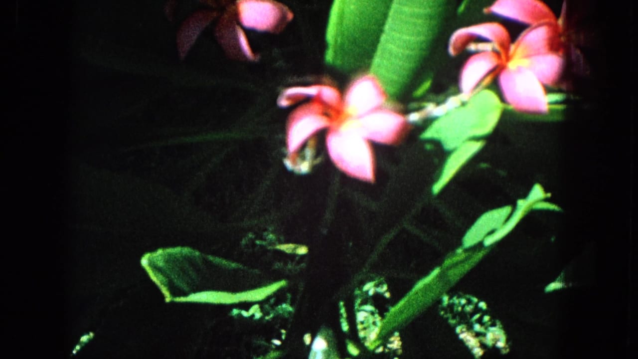 Pink flowers and green leaves framed in heavy shade.