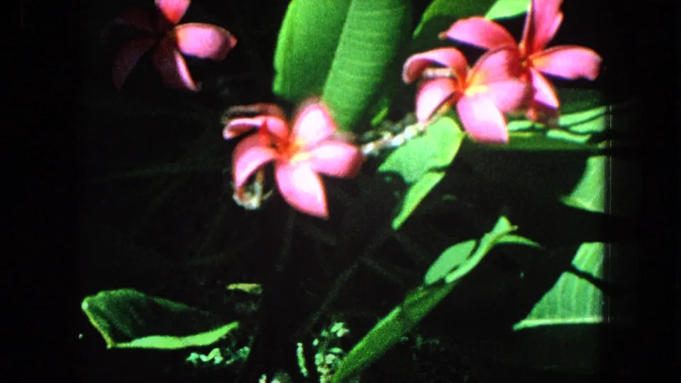 1965 home-movie view of several pink blossoms and bright green leaves, filmed close up with saturated color and soft handheld focus.