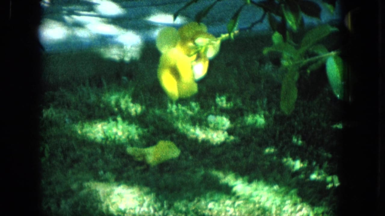 Soft 1965 home-movie frame of yellow tropical flowers and green foliage hanging over a shaded lawn, with bright patches of sunlight across the grass.