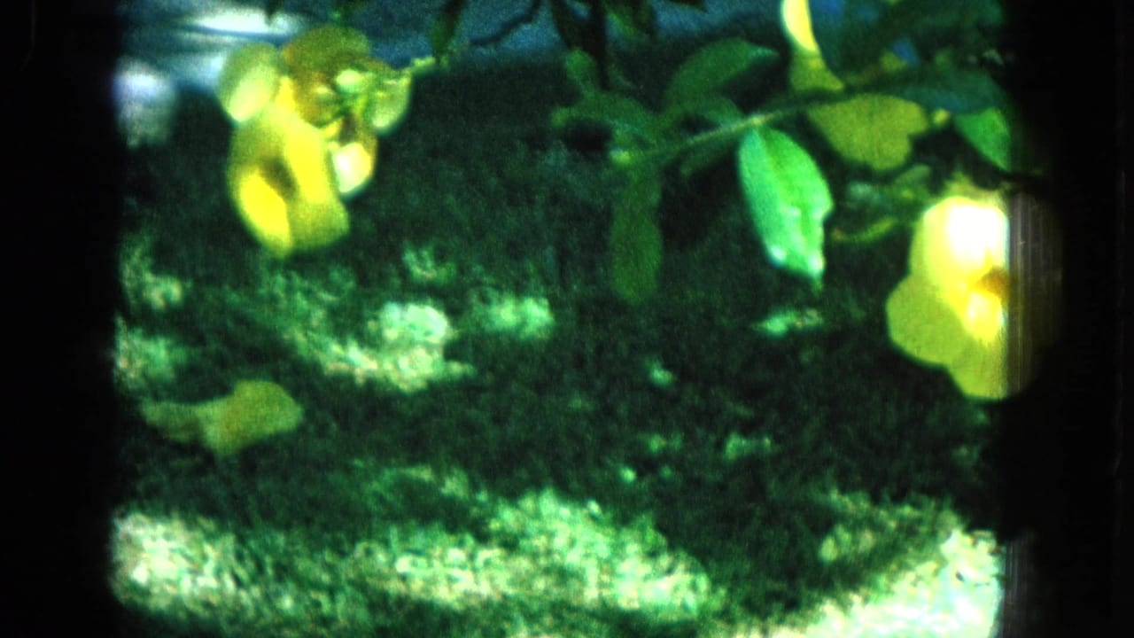A second soft Super 8 view of yellow flowers and surrounding leaves against deep green grass, with the framing partly obscured by dark film edges.