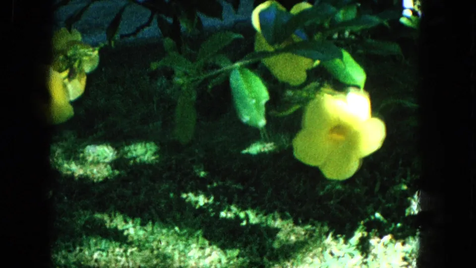 Close 1965 garden shot with a bright yellow bloom, glossy green leaves, and mottled sunlight across the grass below.