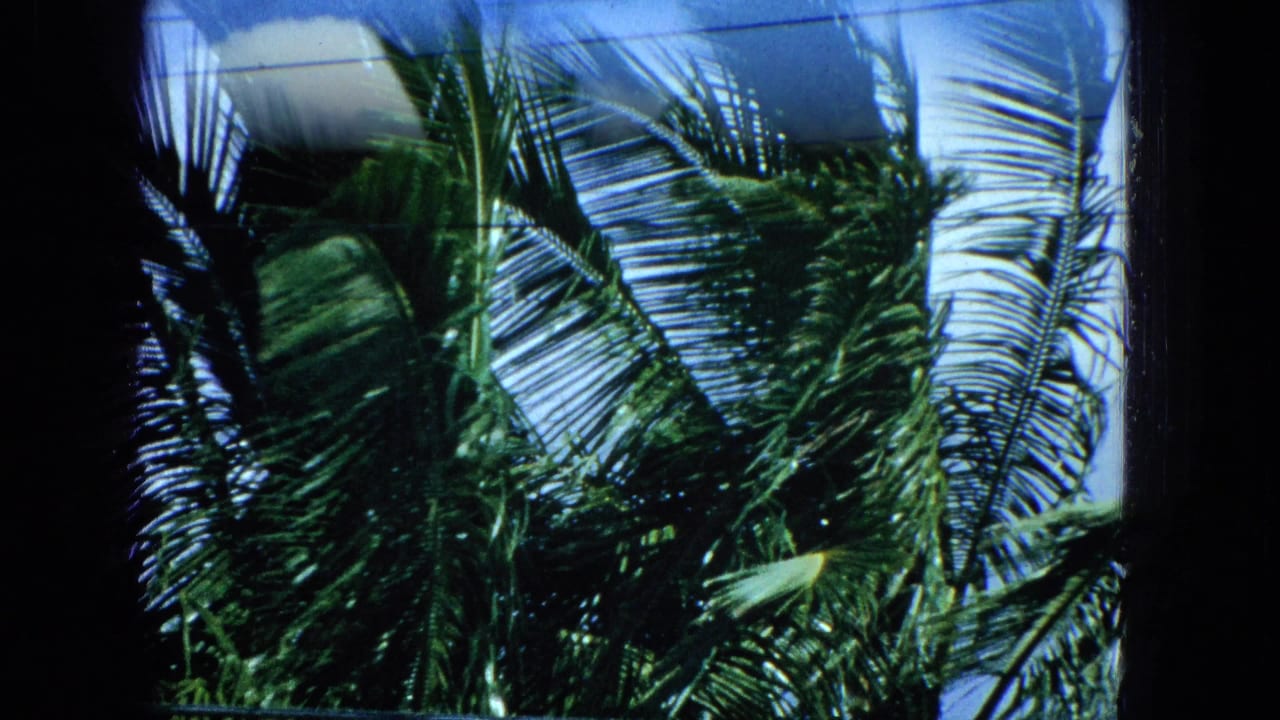 1960s Super 8 frame showing windblown palm fronds seen through dark window framing, with blue sky and faint overhead wires visible.