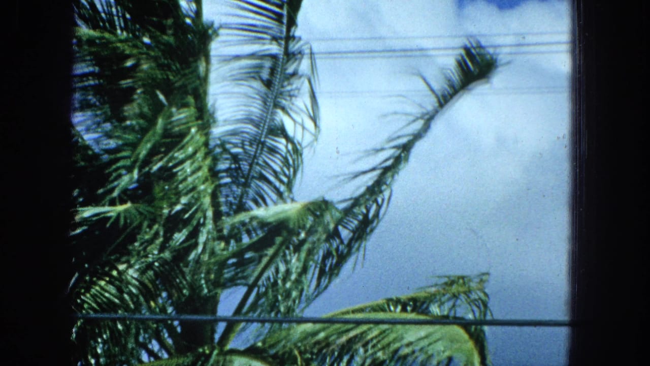 Wind-bent palm leaves fill the frame beside a dark window divider, with utility wires crossing the bright sky in this Super 8 storm view.