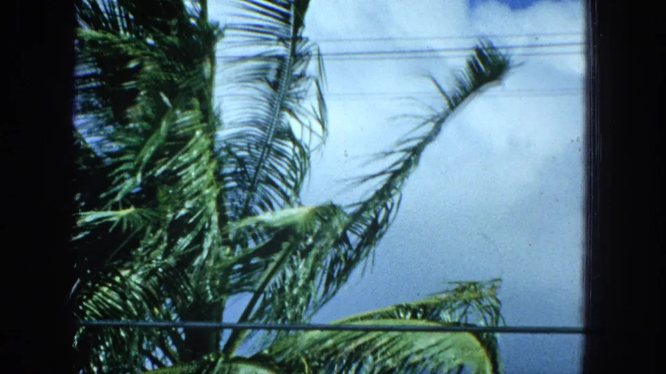 Wind-bent palm leaves fill the frame beside a dark window divider, with utility wires crossing the bright sky in this Super 8 storm view.