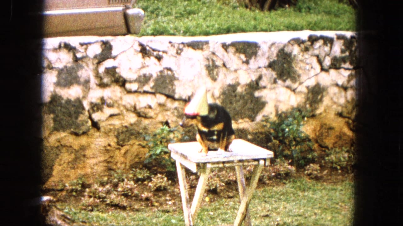 1965 8mm frame showing a small black and tan dog in a silver cone party hat seated on a white folding table before a stone wall in a grassy United States backyard.
