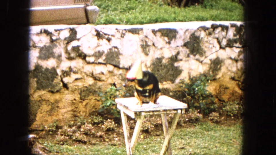 1965 8mm frame showing a small black and tan dog in a silver cone party hat seated on a white folding table before a stone wall in a grassy United States backyard.