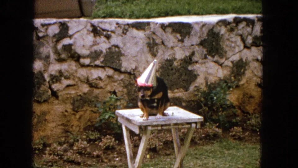 1965 home-movie frame with the dog facing the camera from a white folding table, wearing a silver party hat against a stone wall and green backyard plants.
