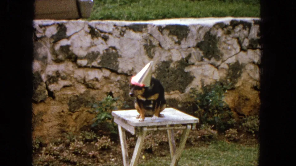 1965 8mm frame showing the small dog still seated on the white folding table, its cone party hat catching light as the backyard wall fills the background.
