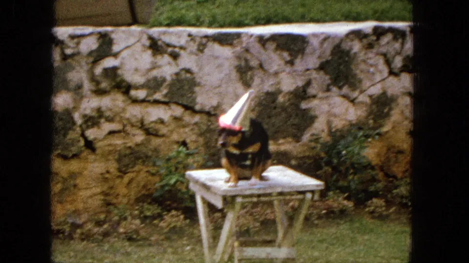 1965 United States home-movie frame of a small black and tan dog in a silver cone party hat, seated on a white table before a weathered stone wall and lawn.