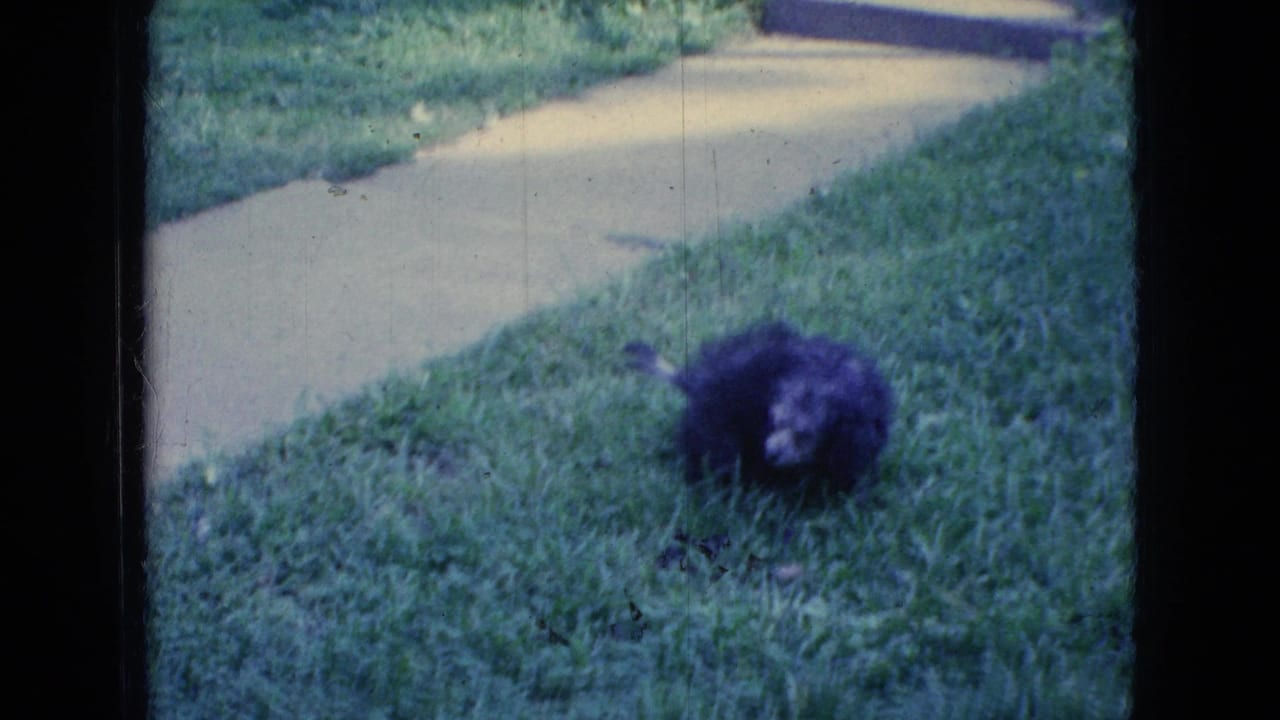 In a 1965 Wellsburg, Iowa 8mm home-movie frame, a small dark fuzzy bird-like animal lies in green grass near a pale concrete sidewalk.