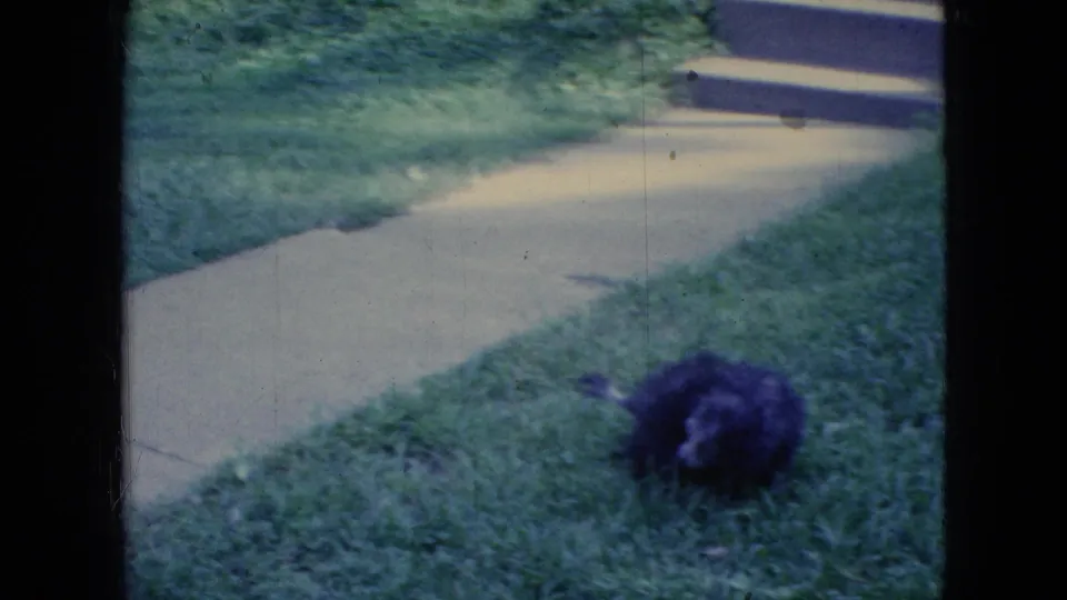 The 1965 Wellsburg, Iowa home-movie view shows the small dark bird-like animal in grass below a sidewalk with step or curb edges at the top of frame.