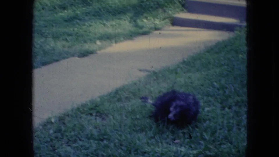 A slightly shifted 8mm frame keeps the dark fuzzy bird-like animal low in the grass beside the concrete sidewalk in the Wellsburg, Iowa yard.