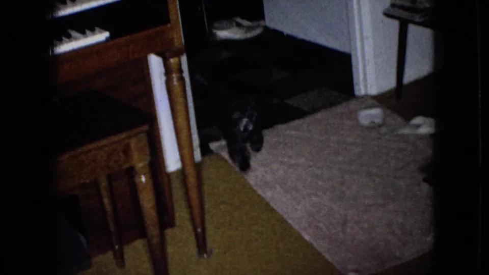 Private home interior frame showing a small black dog beside a wooden dining table, with part of a piano and carpeted floor visible.