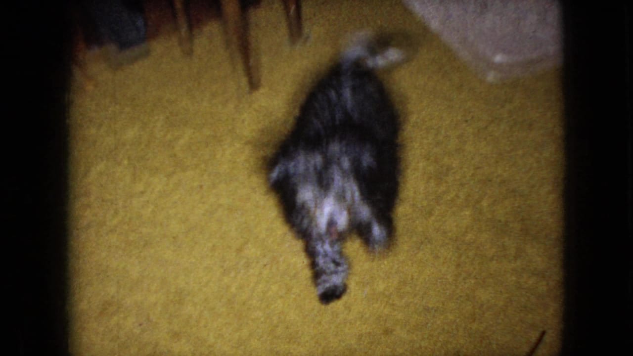 Small dark-coated dog moves across a yellow carpet in a 1960s 8mm home-movie interior associated with Wellsburg, Iowa.