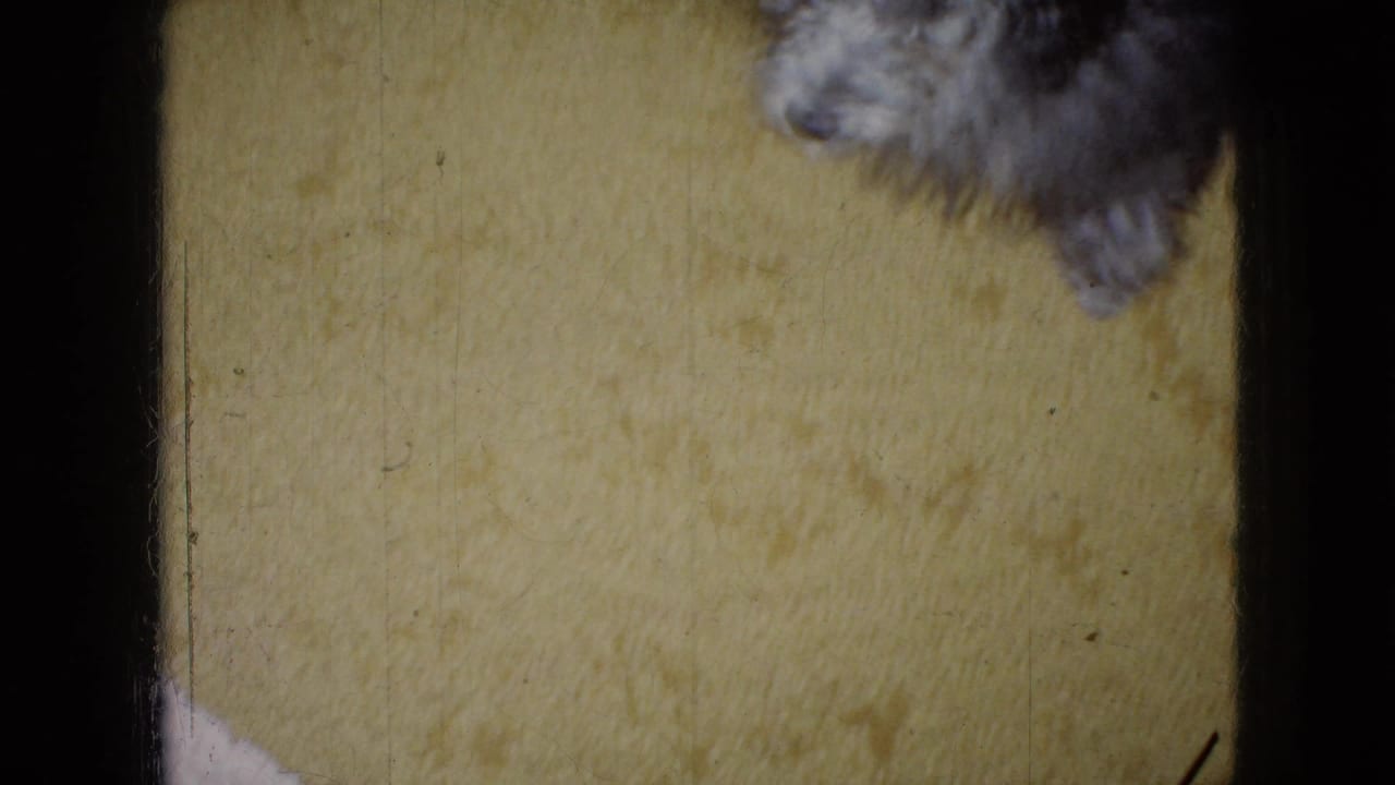 Yellow carpet with only part of a dark dog visible at the upper edge.