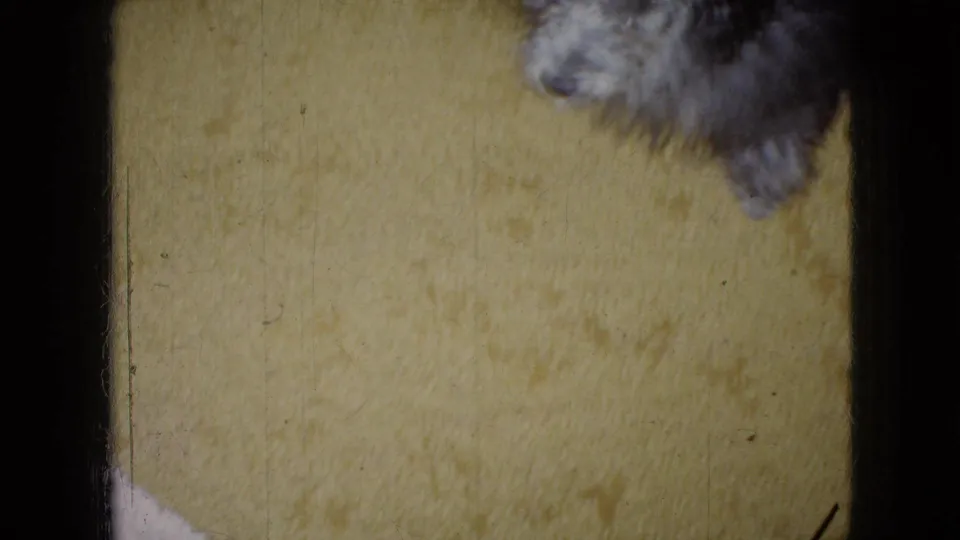A yellow carpet fills most of the frame while part of the small dark dog passes near the upper edge in the home-movie footage.