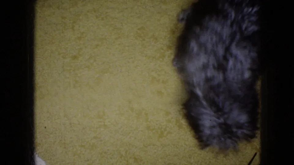 The small black dog comes close to the floor-level camera, with soft motion blur over the yellow carpet in the 8mm footage.