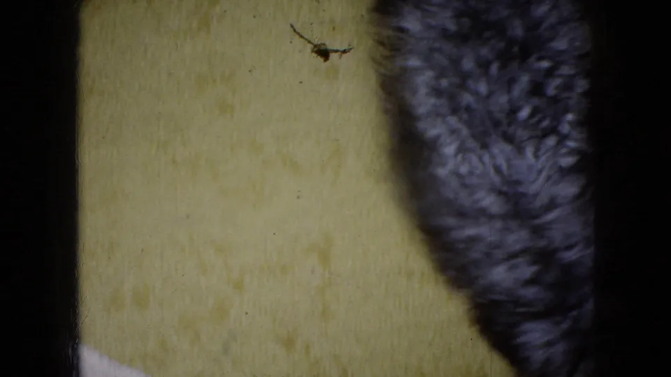 A close partial view shows the dark furry dog along the right side of the frame against the yellow carpet, with visible 8mm grain and edge shadow.