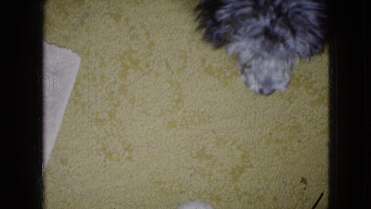 A small curly grey poodle appears near the top of the frame on yellow carpet, with part of a white mat visible in this 1965 Wellsburg, Iowa home-movie frame.
