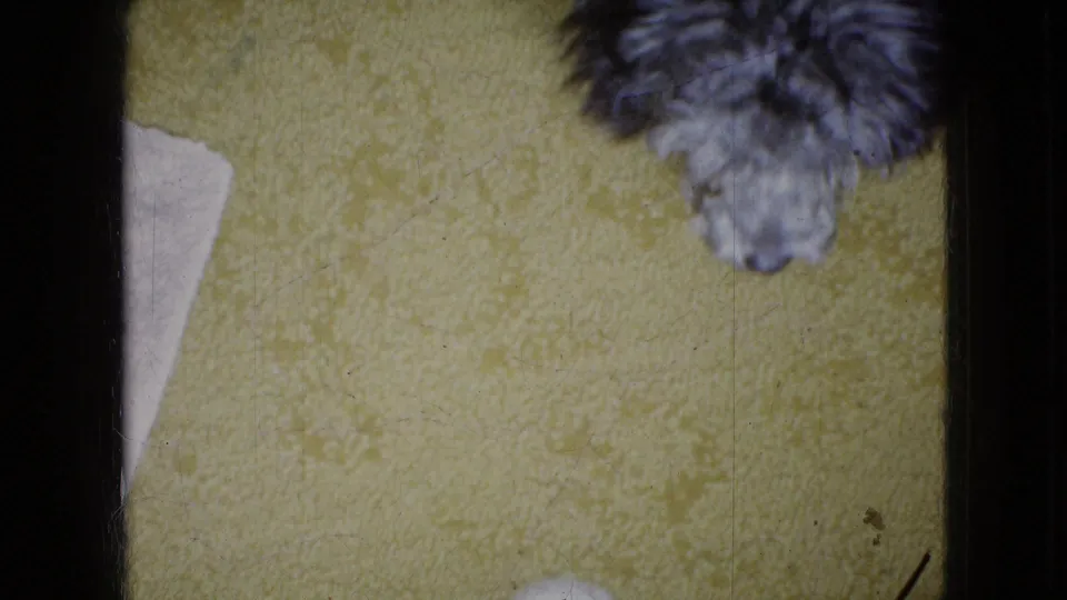A small curly grey poodle appears near the top of the frame on yellow carpet, with part of a white mat visible in this 1965 Wellsburg, Iowa home-movie frame.