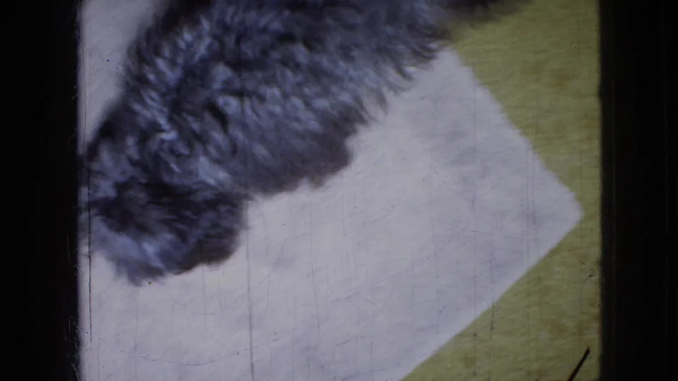 The small grey poodle moves across the lower-left of the frame and steps near a white mat on yellow carpet in the 1965 Wellsburg, Iowa home-movie footage.