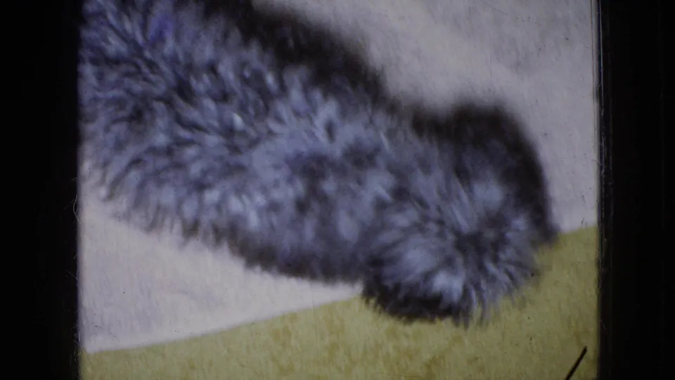 A close, slightly soft view shows the grey curly poodle across a white mat and yellow carpet, with dark frame edges visible in the scanned 8mm footage.
