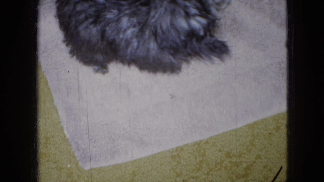 Small black-and-white curly-haired poodle partly framed from above on a pale mat inside a Wellsburg, Iowa home, supported by the 1965 clip metadata.
