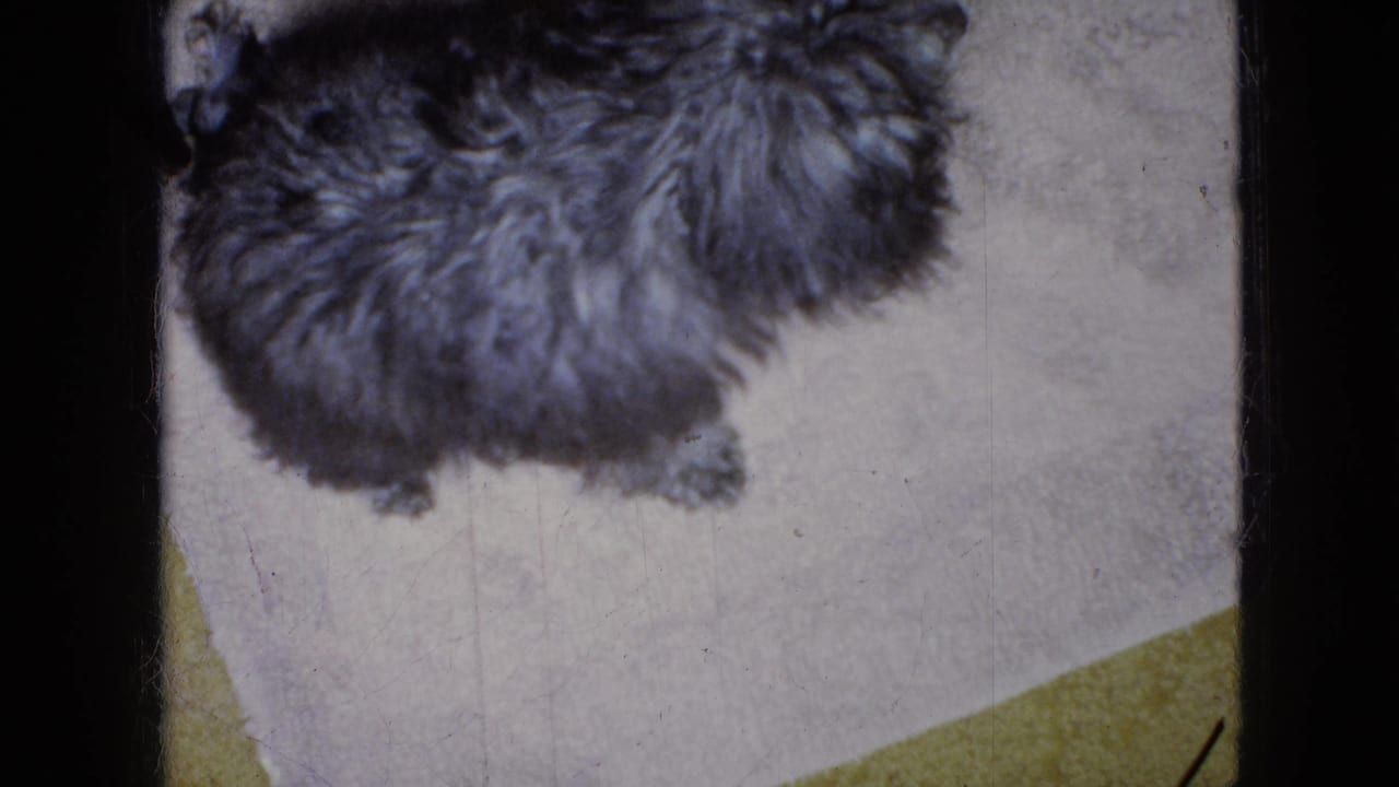 Overhead home-movie view of a small curly-haired poodle on a pale mat, with yellow carpeting visible at the lower edge.