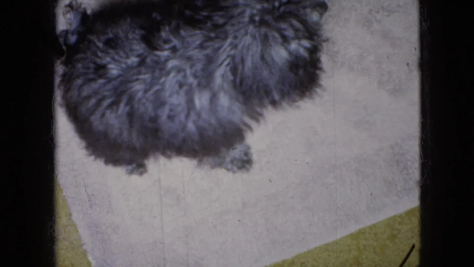 Overhead home-movie view of a small curly-haired poodle on a pale mat, with yellow carpeting visible at the lower edge.