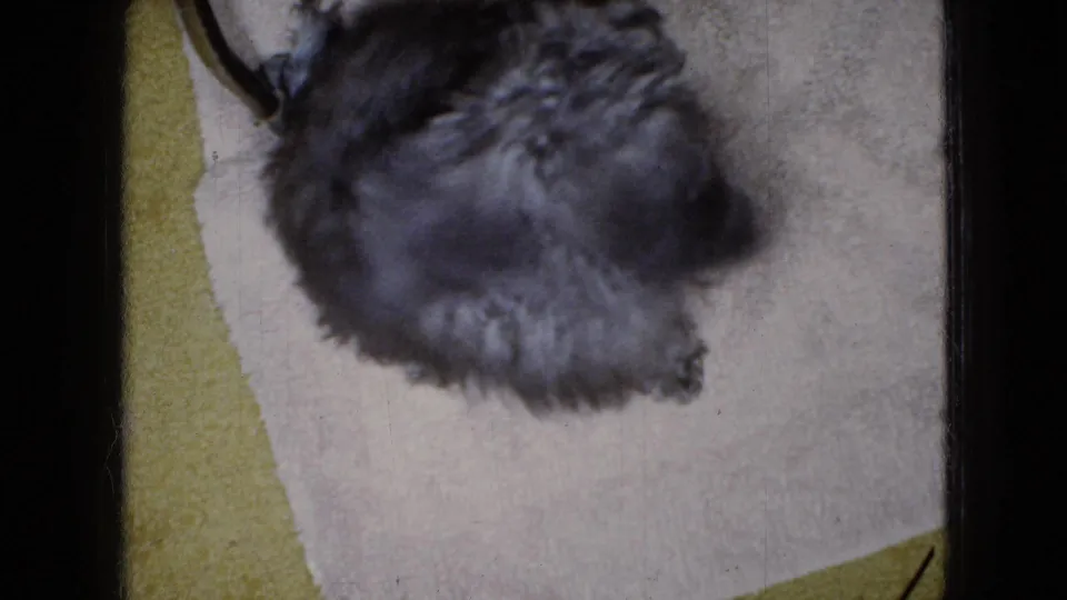 Small curly-haired poodle in slight motion blur on a pale mat next to yellow carpeting in an indoor home setting.