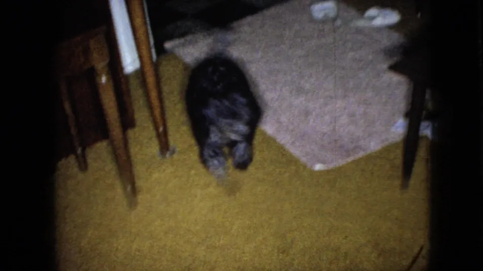 Small poodle walking away across yellow carpet inside a home, with wooden furniture legs and a covered furniture edge visible in the room.
