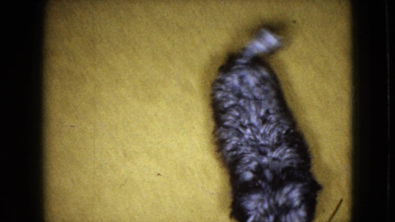 Small black-and-white dog on a yellow carpet in 1965 Wellsburg, Iowa home-movie footage, viewed from above with soft 8mm grain.