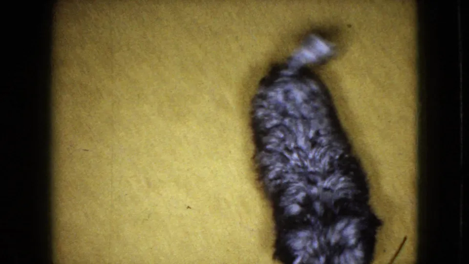 Small black-and-white dog on a yellow carpet in 1965 Wellsburg, Iowa home-movie footage, viewed from above with soft 8mm grain.
