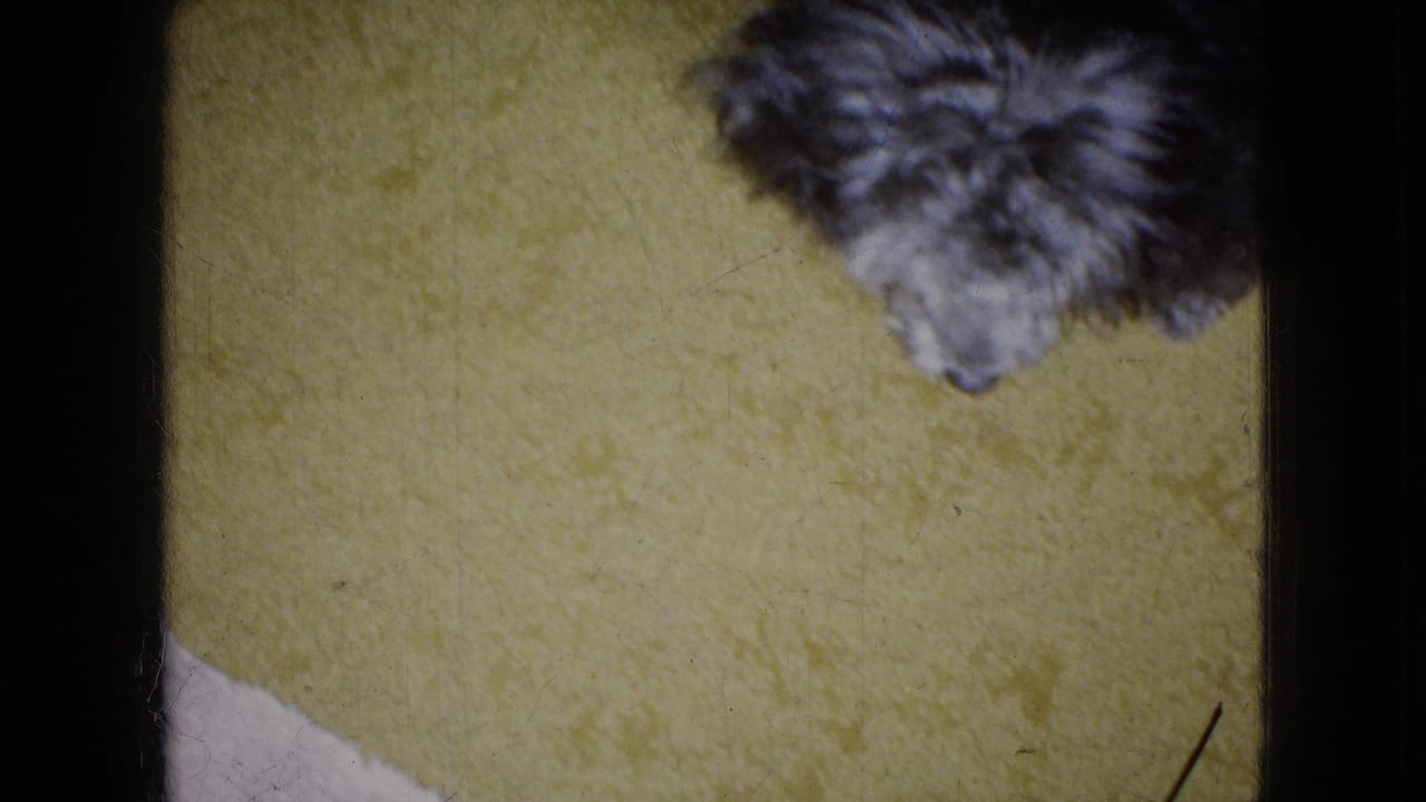 The small dog moves toward the upper edge of the yellow carpeted frame in the supplied 1965 Wellsburg, Iowa 8mm home-movie clip.