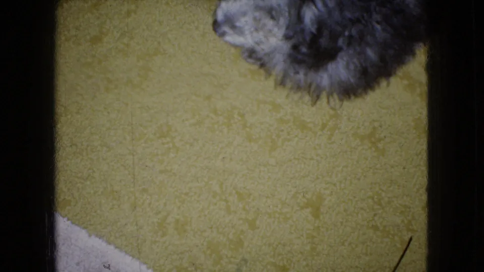 The fluffy dog is partly cropped while walking across a yellow carpet, with visible soft focus and 8mm film grain from the 1965 home-movie footage.